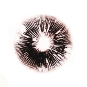 Ecuadorian Spore print