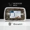 B+ Magic Mushroom Grow Kit